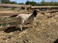 Bélier, Dorper sheep — photo 1