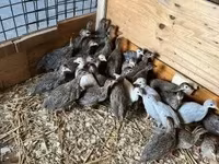 Guinea fowl — fotografija 3