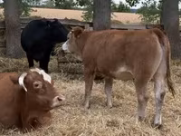 Kuh, Simmental cattle — Foto 3