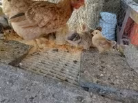 Chickens — foto 2