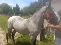 Cavalo, Cavalos — foto 3