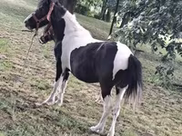 Atlar (partiya, cinsi göstərilməyib), Atlar — foto 3