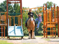 Horse (M), Gypsy horse — photo 3