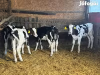 公牛, Russian Black pied cattle — 照片 1