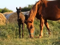 घोड़ा, Hungarian horse breed — फ़ोटो 4