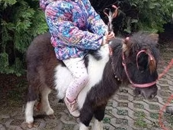 Horse (M), Falabella