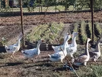 Geese — foto 4