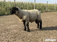 公羊, White Suffolk sheep — 照片 3