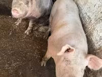 猪（批次，未指定性别）, Pigs — 照片 7