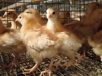 Chickens — zdjęcie 8