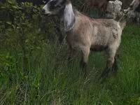 Bode, Cabras — foto 1