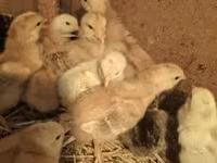 Chickens — zdjęcie 1