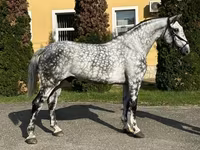 公马, Horses — 照片 2