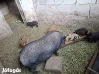 خنازير (دفعة، الجنس غير محدد), Вьетнамская вислобрюхая — الصورة 1