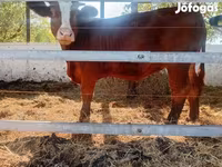Bulle, Limousin-Kuh — Foto 5