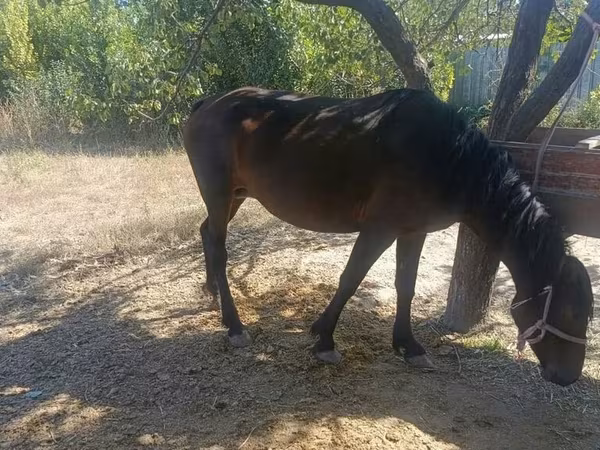 Kobila, Kyrgyz Horse