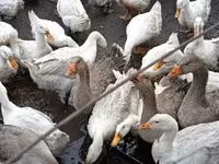 Ducks — photo 1