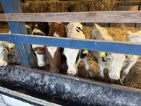 Cattle (batch, sex not specified), Russian Black pied cattle — photo 4