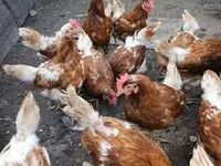Chickens — zdjęcie 1