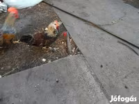 Chickens — الصورة 2