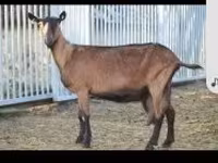बकरी, Alpine goat — फ़ोटो 1