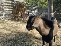 Echki, Nubian Goat — 8-rasm