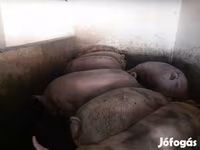 Schweine (Partie, Geschlecht nicht angegeben), Schweine — Foto 7