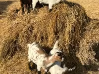Goat, Dutch Landrace goats — photo 4