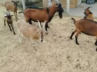 雄ヤギ, Alpine goat — 写真 5