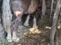 Koń, Konie — zdjęcie 1