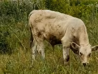 Byk, Węgierska szara rasa — zdjęcie 3