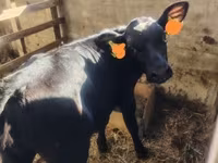 Kuh, Holstein-Rasse — Foto 1