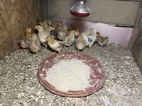 Chickens — zdjęcie 2