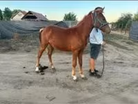 Horse (M), Horses — photo 2