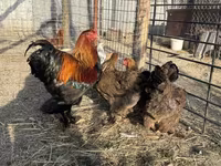 Brahma — Foto 2
