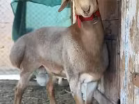Baran, Rhon sheep — zdjęcie 7