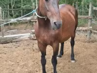 Kobila, Hungarian horse breed — fotografija 2