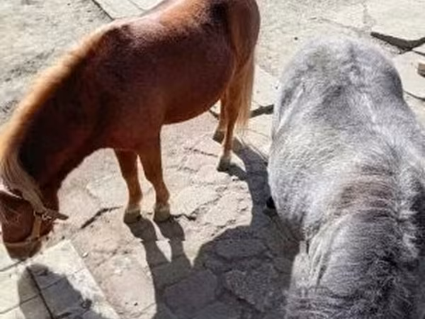 Égua, Cavalos — Hungria