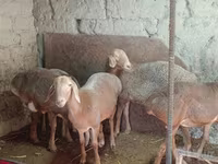 Qoyun, Afghan Arabi sheep — foto 1