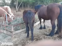 公马, Horses — 照片 2