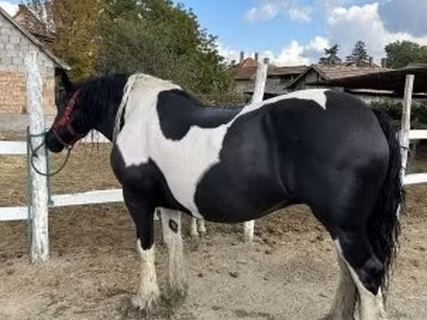 Kobila, Gypsy horse
