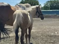 Cavalo, Cavalos — foto 4