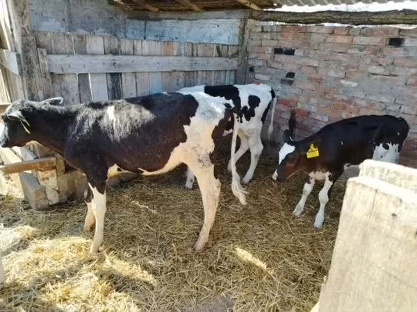 Krowa, Russian Black pied cattle — Węgry