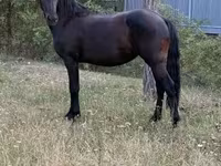 Stute, Friesian — Foto 1