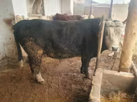 Byk, Hereford — zdjęcie 4