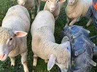 Қой, Ile-de-France sheep — 5-сурет
