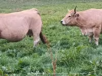 Krava, Aubrac cattle — fotografija 2