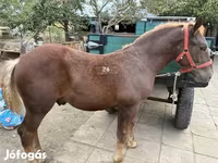 Horse (M), Hungarian horse breed — photo 1