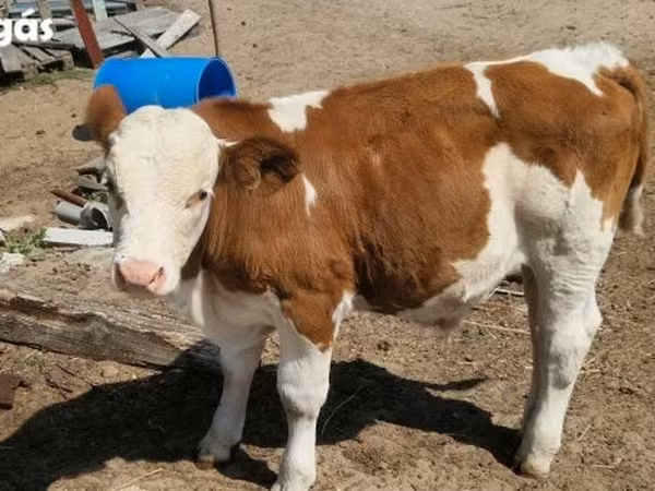 Touro, Simmental cattle