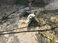 Ducks — fotografija 3